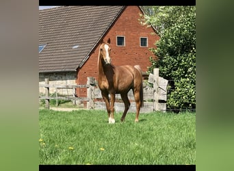 Arabian horses, Gelding, 17 years, 14,3 hh, Rabicano