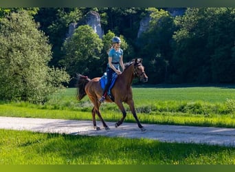 Arabian horses, Gelding, 17 years, 15.1 hh, Brown