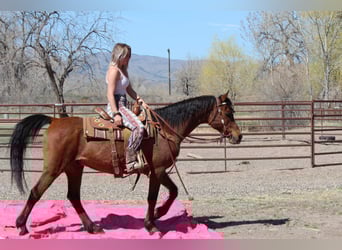 Arabian horses, Gelding, 17 years, 15 hh, Bay