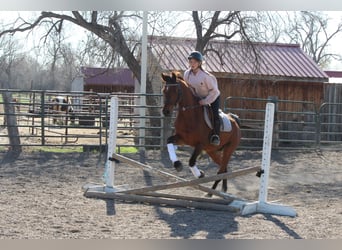 Arabian horses, Gelding, 17 years, 15 hh, Bay