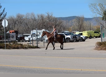 Arabian horses, Gelding, 17 years, 15 hh, Bay