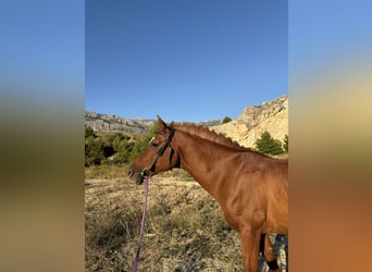 Arabian horses, Gelding, 18 years, 15.1 hh, Chestnut