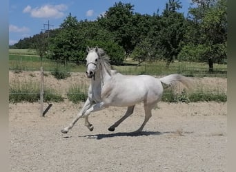 Arabian horses, Gelding, 18 years, 15.1 hh, Gray-Fleabitten
