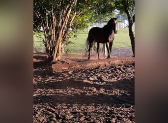 Arabian horses, Gelding, 18 years, 16 hh, Brown