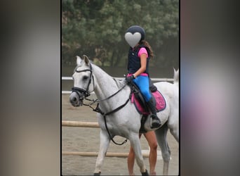 Arabian horses, Gelding, 19 years, 14,2 hh, Gray