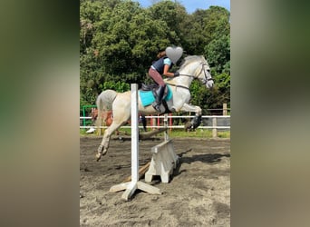 Arabian horses, Gelding, 19 years, 14,2 hh, Gray