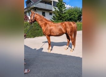 Arabian horses, Gelding, 19 years, 15 hh, Chestnut-Red
