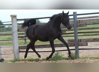 Arabian horses, Gelding, 1 year, 14.3 hh, Black