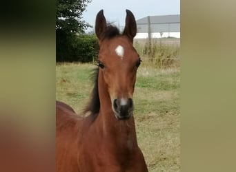 Arabian horses, Gelding, 1 year, 15,1 hh, Brown