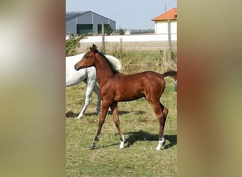 Arabian horses, Gelding, 1 year, 15,1 hh, Brown