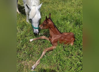 Arabian horses, Gelding, 1 year, 15,1 hh, Brown