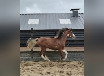 Arabian horses, Gelding, 1 year, 15.1 hh, Brown