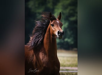 Arabian horses, Gelding, 1 year, 15.1 hh, Brown