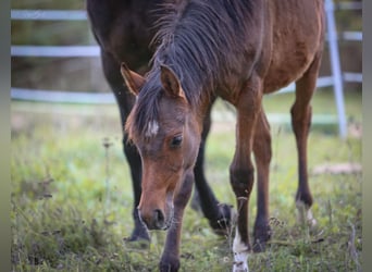Arabian horses, Gelding, 1 year, 15.2 hh, Bay-Dark