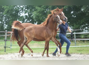 Arabian horses, Gelding, 1 year, 15.2 hh, Chestnut