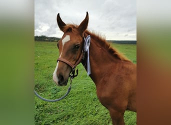 Arabian horses, Gelding, 1 year, 15,2 hh, Chestnut-Red