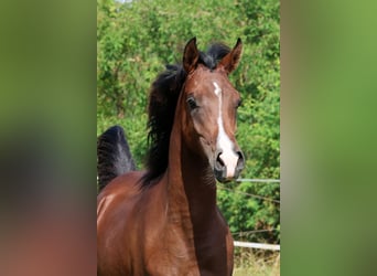 Arabian horses, Gelding, 1 year, 15 hh, Brown
