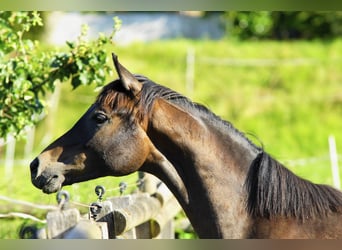 Vollblutaraber, Wallach, 1 Jahr, 15 hh, Schimmel