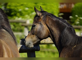 Vollblutaraber, Wallach, 1 Jahr, 15 hh, Schimmel