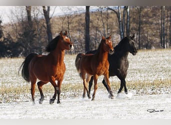 Arabian horses, Gelding, 1 year, Brown