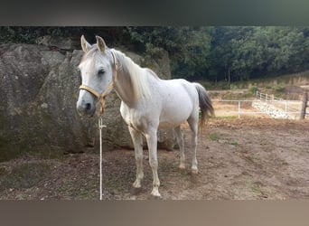 Arabian horses, Gelding, 20 years, Grey