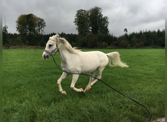 Arabian horses Mix, Gelding, 21 years, 14,1 hh, Grey
