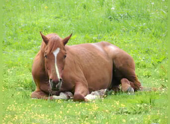 Arabian horses, Gelding, 21 years, 14,3 hh, Chestnut-Red
