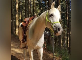 Arabian horses, Gelding, 21 years, 15.2 hh, Grey