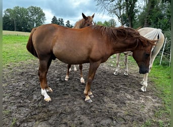 Arabian horses, Gelding, 21 years, 15,3 hh, Chestnut-Red