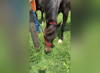 Arabian horses Mix, Gelding, 23 years, 15 hh, Brown