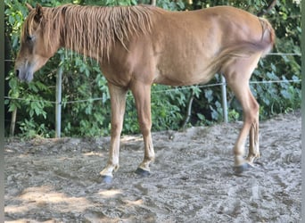 Arabian horses, Gelding, 2 years, 14.1 hh, Chestnut-Red