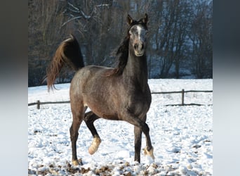Arabian horses, Gelding, 2 years, 14.1 hh, Gray