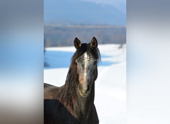 Arabian horses, Gelding, 2 years, 14.1 hh, Gray