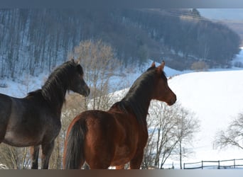 Arabian horses, Gelding, 2 years, 14.1 hh, Gray