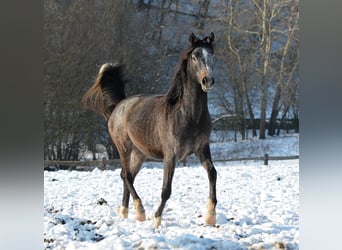 Arabian horses, Gelding, 2 years, 14.1 hh, Gray