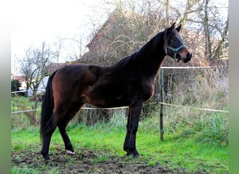 Arabian horses, Gelding, 2 years, 14,2 hh, Bay-Dark