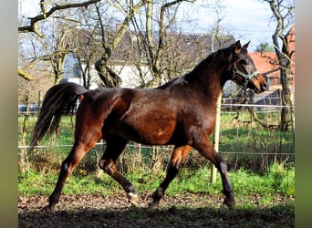 Arabian horses, Gelding, 2 years, 14,2 hh, Bay-Dark