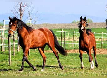 Arabian horses, Gelding, 2 years, 14.2 hh, Brown