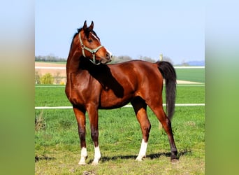 Arabian horses, Gelding, 2 years, 14.2 hh, Brown