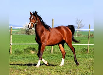 Arabian horses, Gelding, 2 years, 14.2 hh, Brown