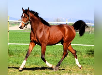 Arabian horses, Gelding, 2 years, 14.2 hh, Brown