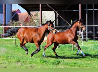 Arabian horses, Gelding, 2 years, 14.2 hh, Brown