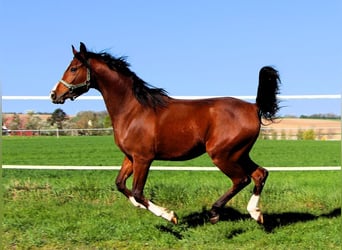 Arabian horses, Gelding, 2 years, 14.2 hh, Brown