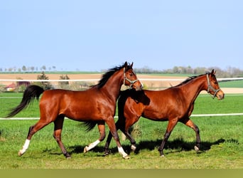 Arabian horses, Gelding, 2 years, 14.2 hh, Brown