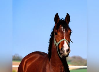 Arabian horses, Gelding, 2 years, 14.2 hh, Brown