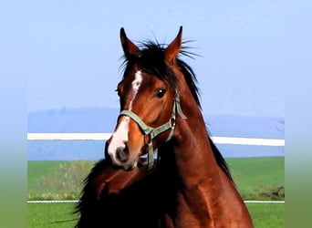 Arabian horses, Gelding, 2 years, 14.2 hh, Brown