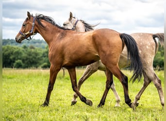 Arabian horses, Gelding, 2 years, 14,2 hh, Brown