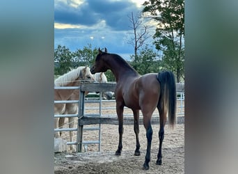 Arabian horses, Gelding, 2 years, 14,2 hh, Brown