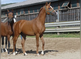 Arabian horses, Gelding, 2 years, 14.2 hh, Chestnut-Red