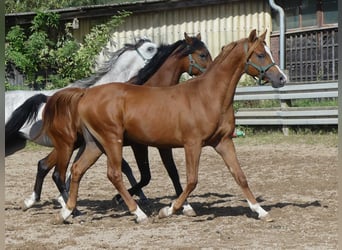 Arabian horses, Gelding, 2 years, 14.2 hh, Chestnut-Red